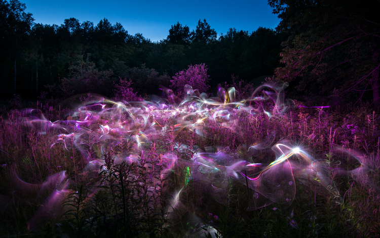 "Field of Dreams" Patricka Rochon - leśna łąka malowana światłem